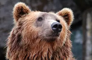 Medvěd Hnědý