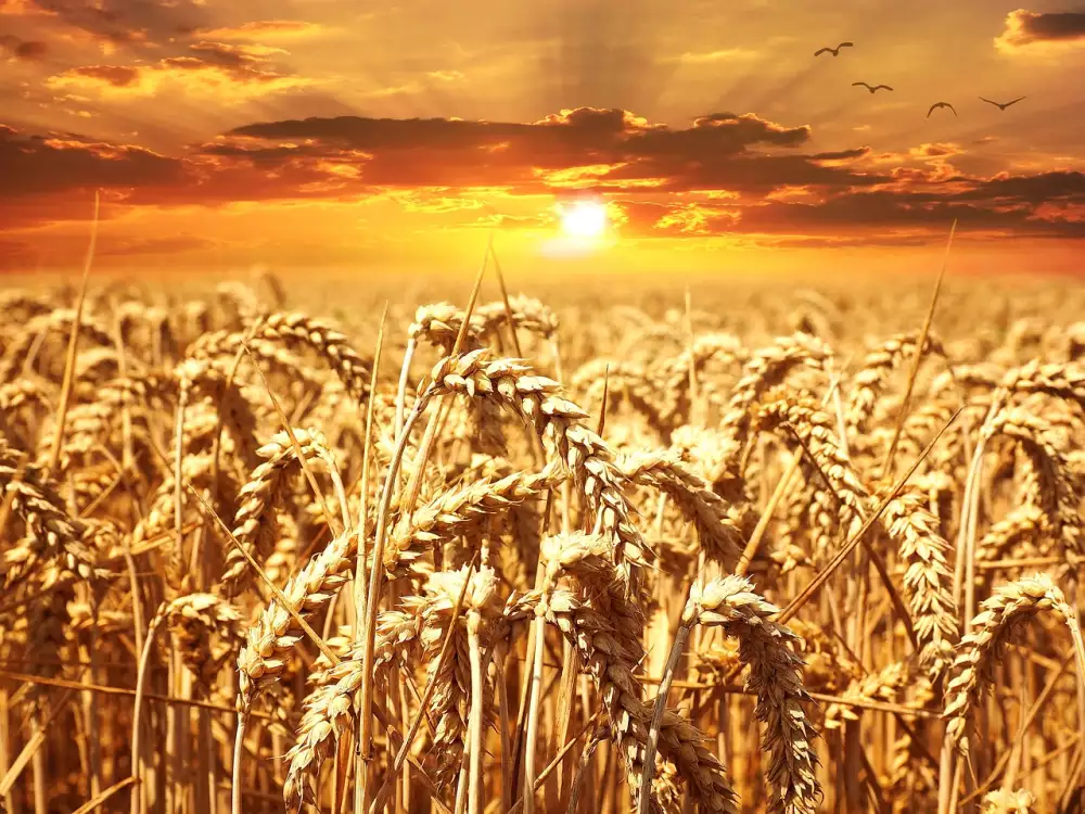 Cena Pšenice